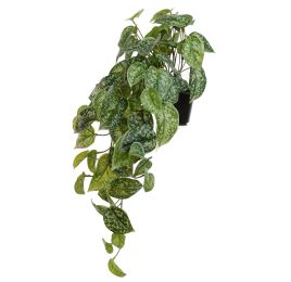 SCINDAPSUS BUSH IN POT GREEN