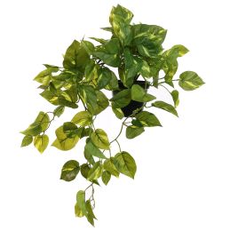 POTHOS BUSH IN POT GREEN