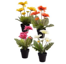 GERBERA X 5 IN POT 35CM ASSORTED