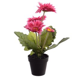 GERBERA X 5 IN POT 35CM BEAUTY