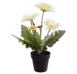 GERBERA X 5 IN POT 35CM CREAM