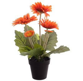 GERBERA X 5 IN POT 35CM ORANGE