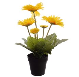 GERBERA X 5 IN POT 35CM YELLOW