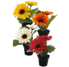 SMALL GERBERA X2 IN POT ASSORTED