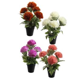 BALL MUM X5 IN POT 30CM ASSORTED