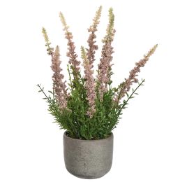 LAVENDER IN CEMENT POT 35CM CREAM