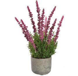 LAVENDER IN CEMENT POT 35CM PINK