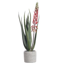 ALOE WITH FLOWER IN CEMENT POT 50CM RED
