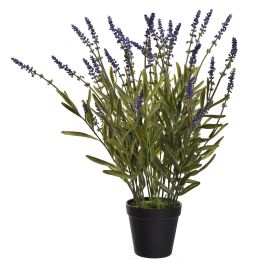 WILD LAVENDER IN POT 50CM LAVENDER