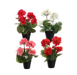 GERANIUM IN POT 31CM ASSORTED