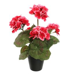 GERANIUM IN POT 31CM BEAUTY