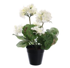 GERANIUM IN POT 31CM CREAM
