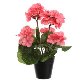 GERANIUM IN POT 31CM PINK