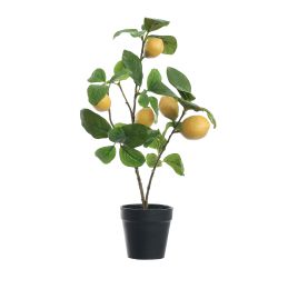 LEMON PLANT IN POT 45CM YELLOW 