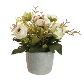 RANUNCULUS IN POT 17CM CREAM