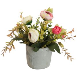 RANUNCULUS IN POT 17CM PINK