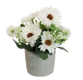 GERBERA IN POT 17CM CREAM
