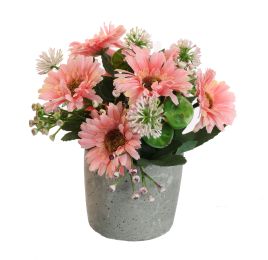 GERBERA IN POT 17CM PINK