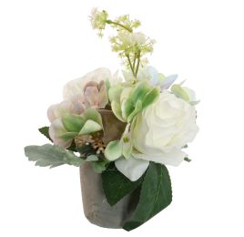ROSE HYDRANGEA IN POT 20CM CREAM