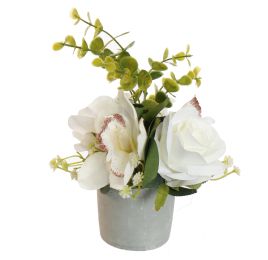 ROSE CYMBIDIUM IN POT 20CM CREAM