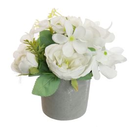CABBAGE ROSE IN POT 20CM CREAM