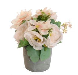 CABBAGE ROSE IN POT 20CM PEACH