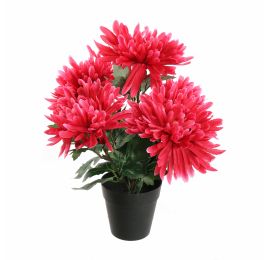 MUM BUSH IN POT 30CM BEAUTY