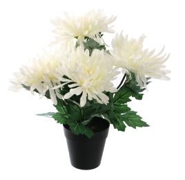 MUM BUSH IN POT 30CM CREAM
