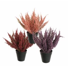 FOXTAIL BUSH IN POT 25CM ASSORTED