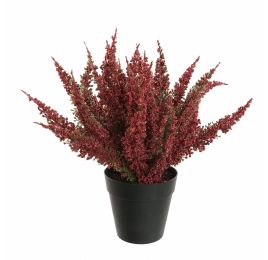 FOXTAIL BUSH IN POT 25CM BURGUNDY
