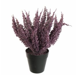 FOXTAIL BUSH IN POT 25CM PURPLE