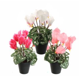 CYCLAMEN IN POT 30CM ASSORTED