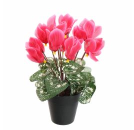 CYCLAMEN IN POT 30CM BEAUTY