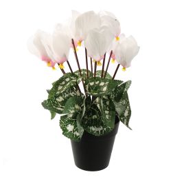 CYCLAMEN IN POT 30CM CREAM PINK