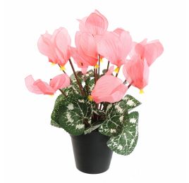CYCLAMEN IN POT 30CM PINK