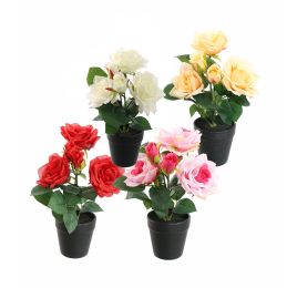 ROSES IN POT 30CM ASSORTED