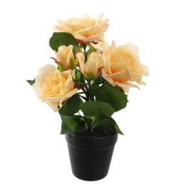 ROSES IN POT 30CM YELLOW