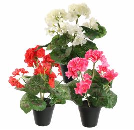 GERANIUM IN POT 30CM ASSORTED