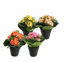 KALANCHOE IN POT 20CM ASSORTED