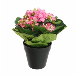 KALANCHOE IN POT 20CM BEAUTY