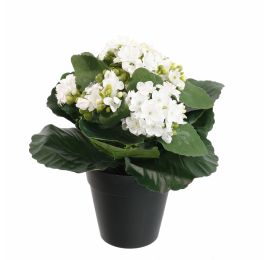 KALANCHOE IN POT 20CM CREAM