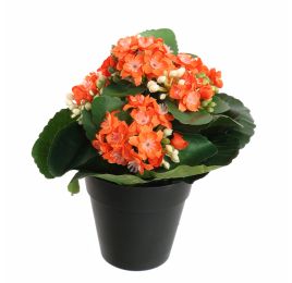 KALANCHOE IN POT 20CM ORANGE