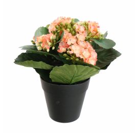 KALANCHOE IN POT 20CM SALMON