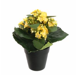 KALANCHOE IN POT 20CM YELLOW