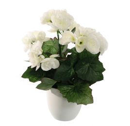 BEGONIA IN POT 30CM CREAM