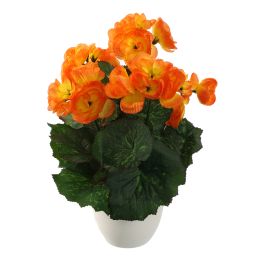 BEGONIA IN POT 30CM ORANGE