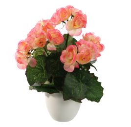 BEGONIA IN POT 30CM PINK