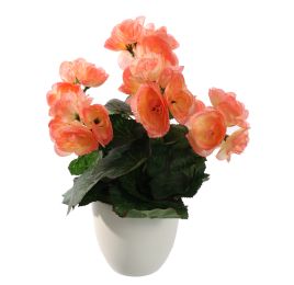 BEGONIA IN POT 30CM SALMON