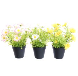 DAISY IN POT 23CM ASSORTED