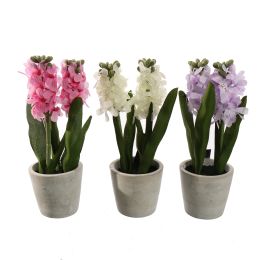 HYACINT IN POT 27CM ASSORTED